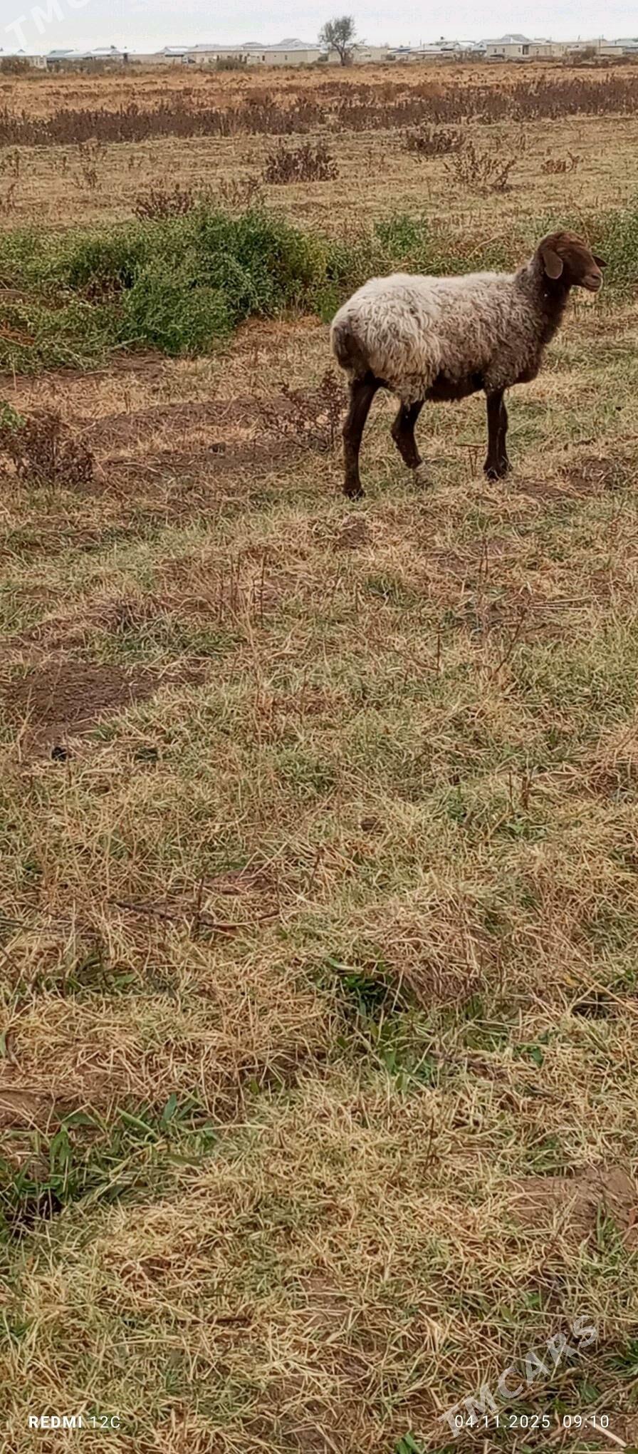 gysyr goýun - Векильбазар - img 3