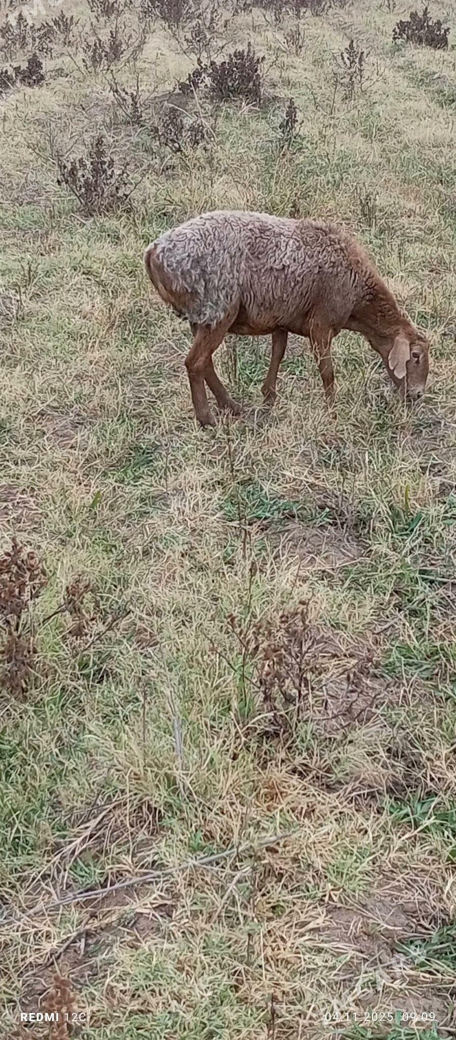 gysyr goýun - Векильбазар - img 5