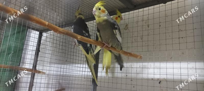 карелла - Aşgabat - img 6