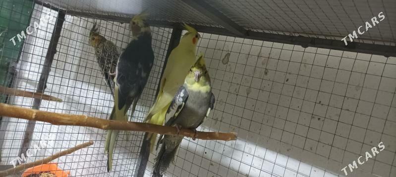 карелла - Aşgabat - img 4