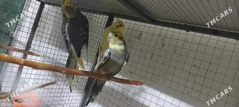 карелла - Aşgabat - img 5