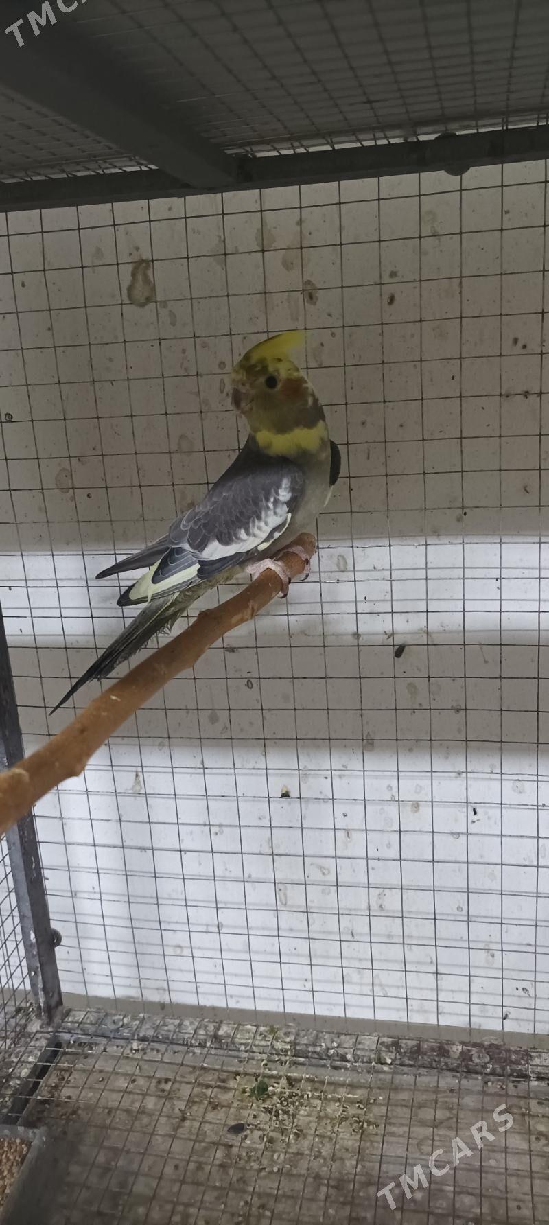 карелла - Aşgabat - img 3