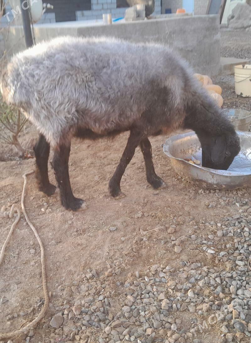 goyun - Бабадайхан - img 4