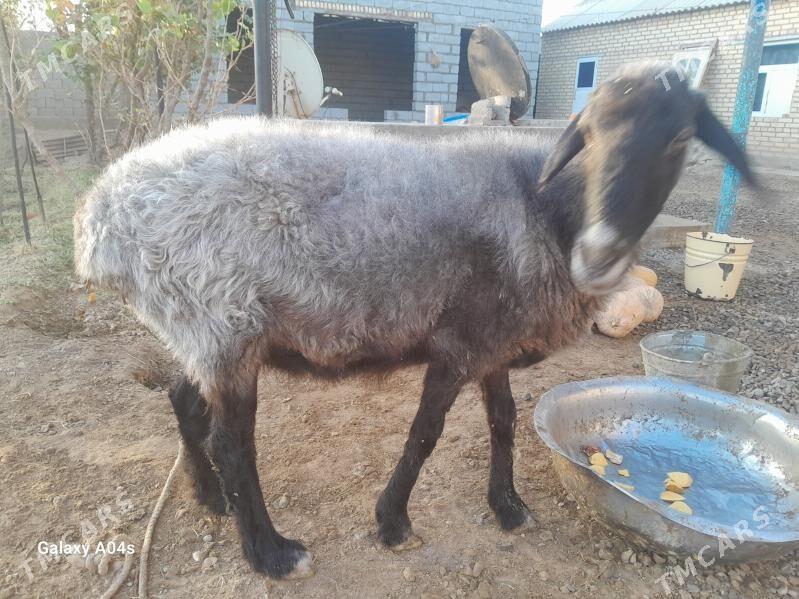 goyun - Бабадайхан - img 2