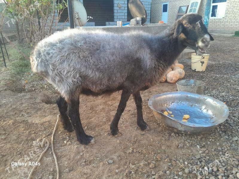 goyun - Бабадайхан - img 5