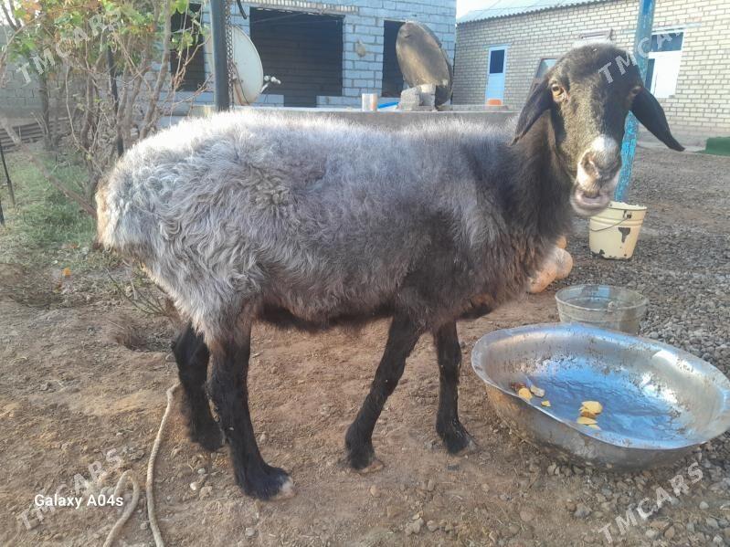 goyun - Бабадайхан - img 3