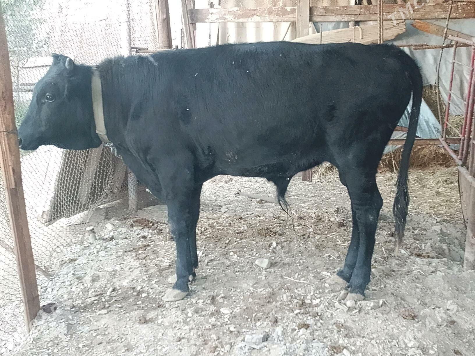 okuz - Bäherden - img 1