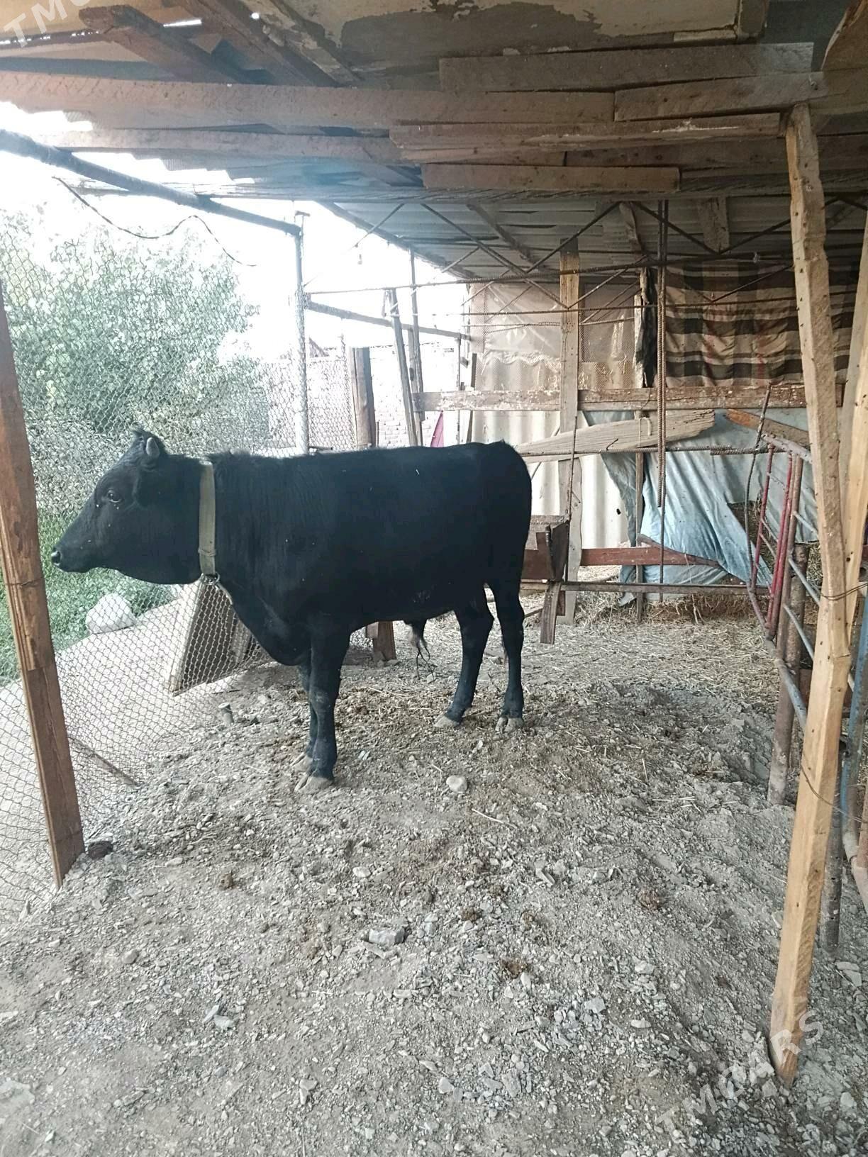 okuz - Bäherden - img 2