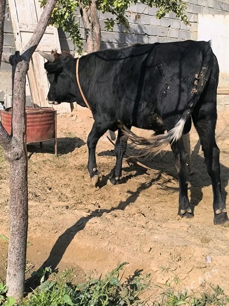 gole okuz - Änew - img 2