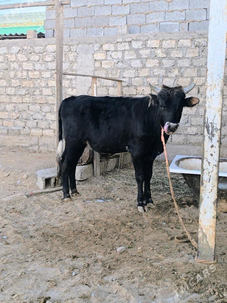 gole okuz - Änew - img 1