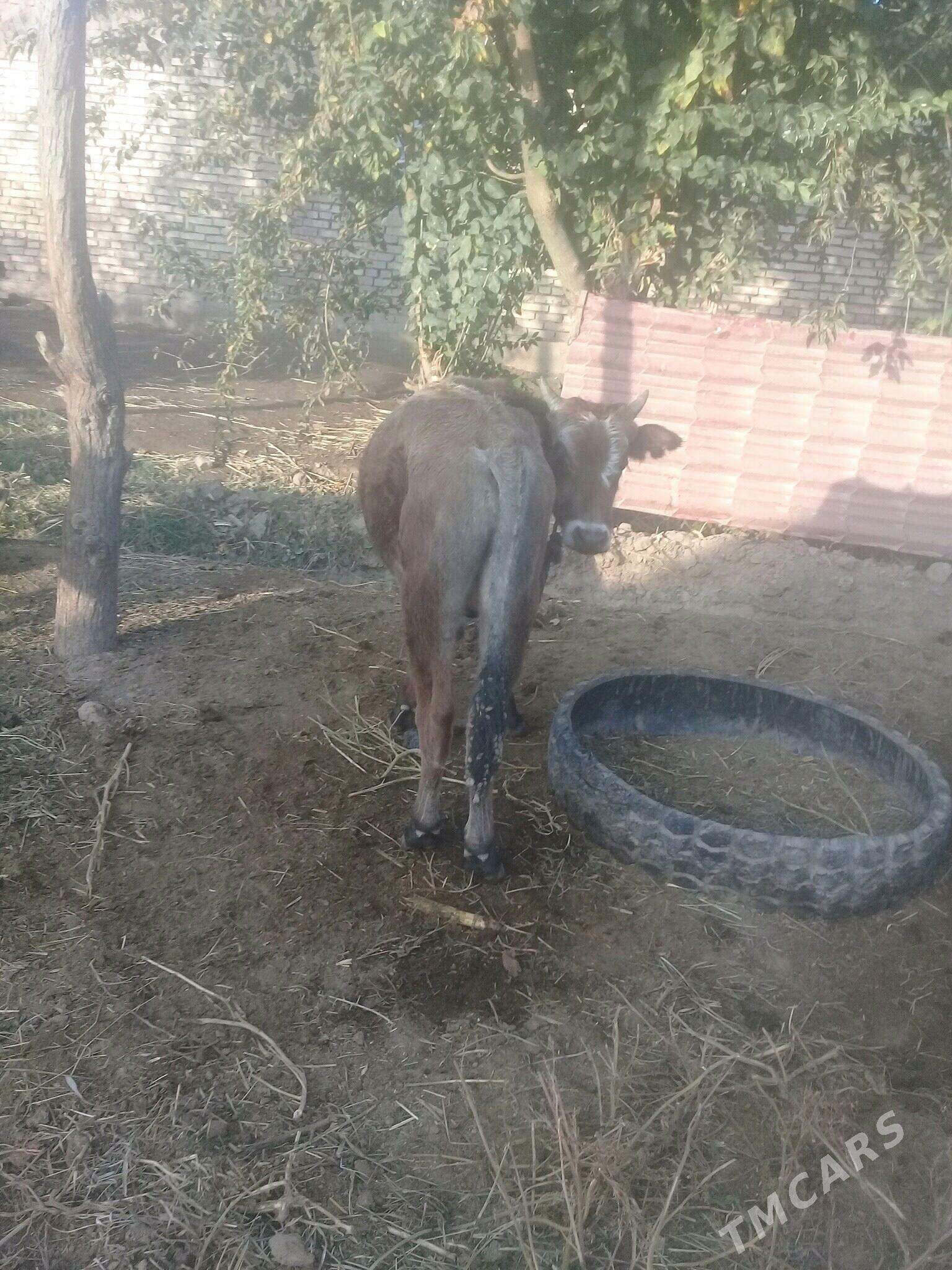 okuz - Бабадайхан - img 2