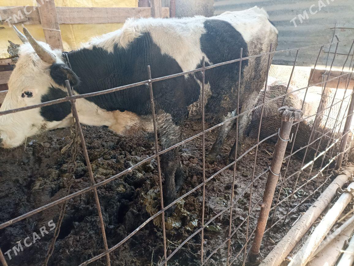 Öküz - Яшлык - img 2