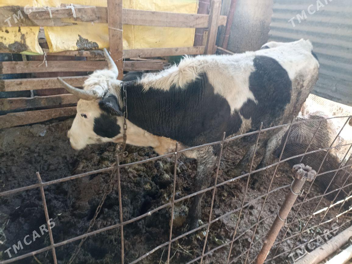 Öküz - Яшлык - img 3