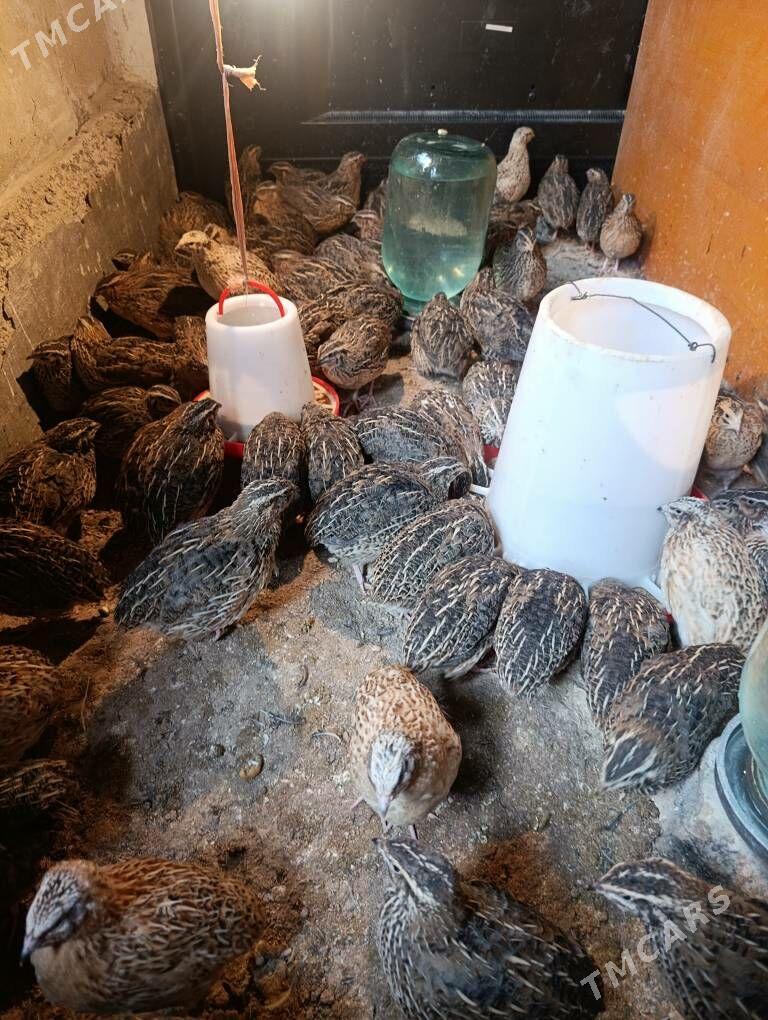 Bedene - Гызыларбат - img 2