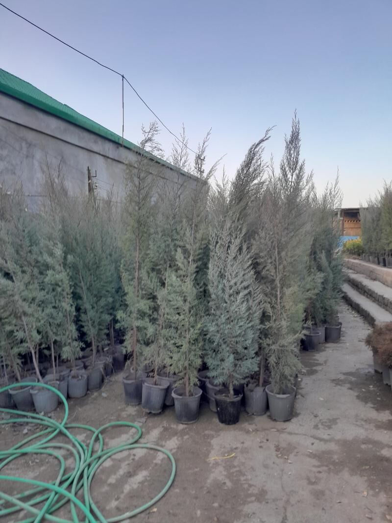 arizon kiparist - Bedew - img 2