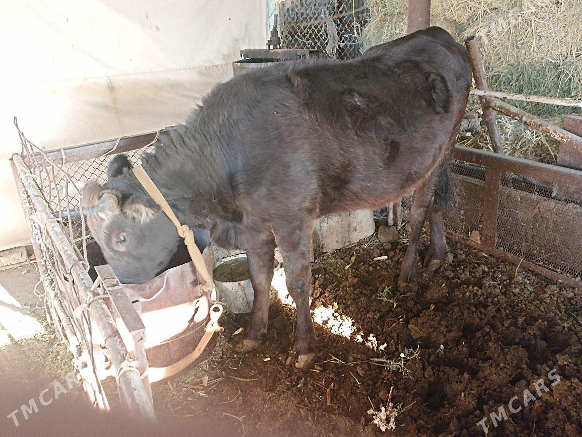 Tuwe bakylan - Ak bugdaý etraby - img 1