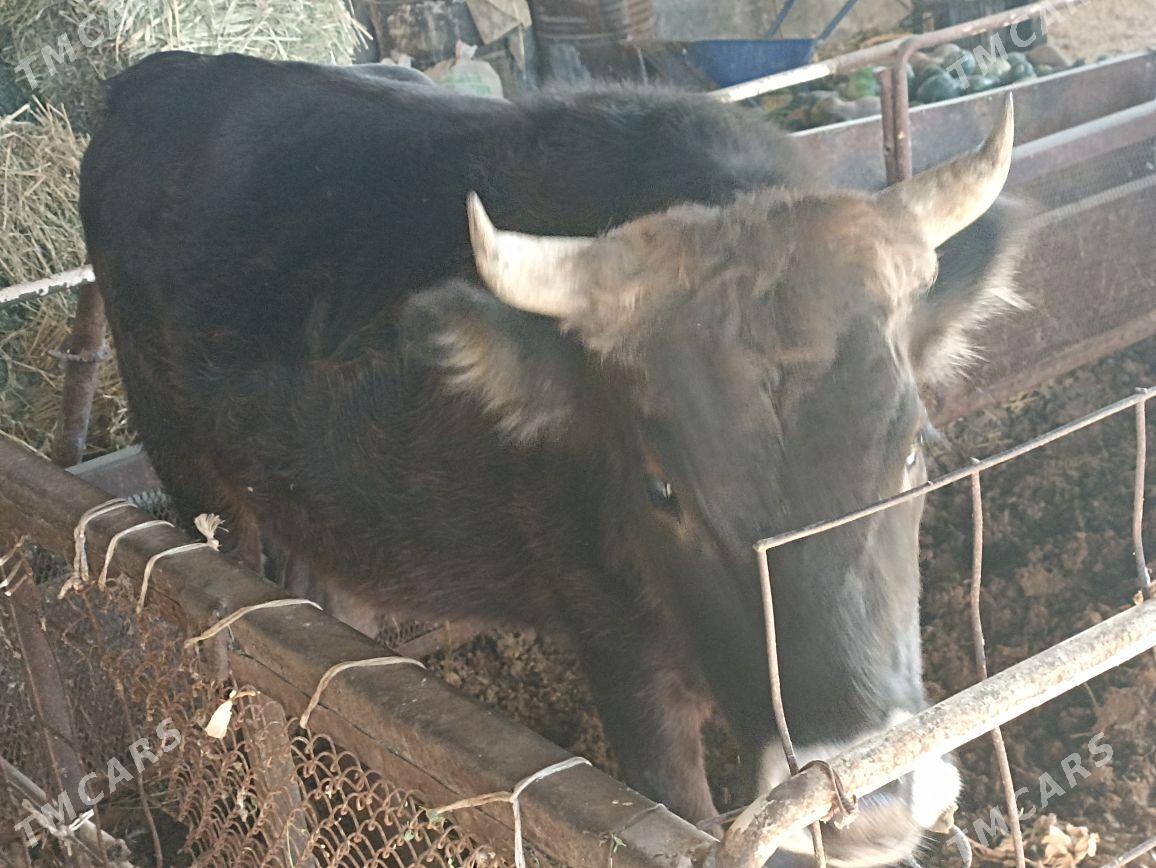 Tuwe bakylan - Ak bugdaý etraby - img 3