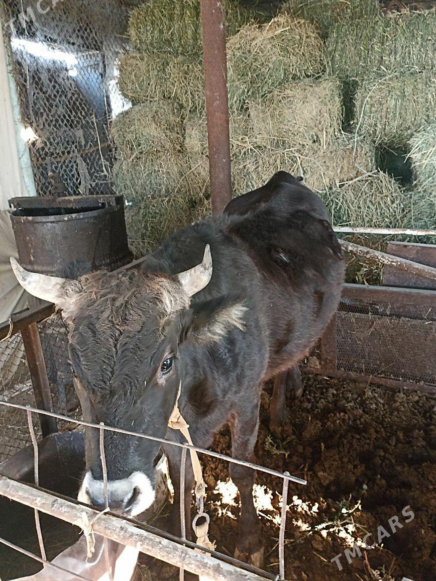 Tuwe bakylan - Ak bugdaý etraby - img 2