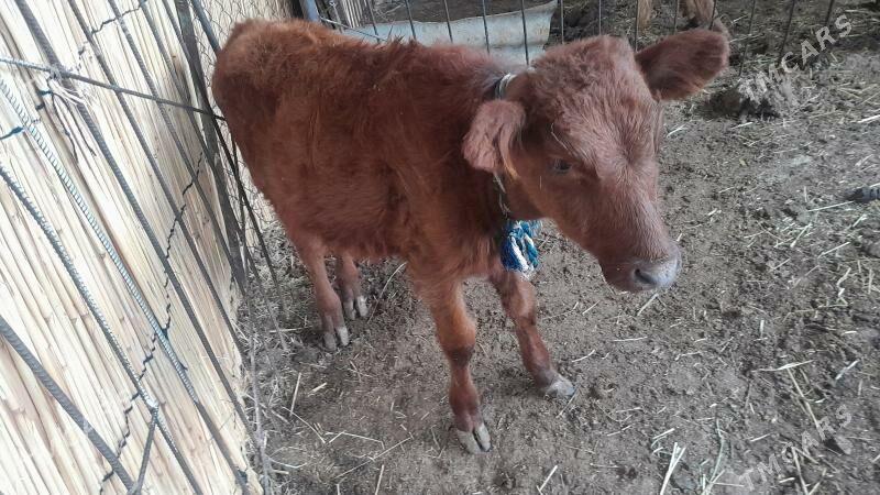 gulajyn gole - Мары - img 4