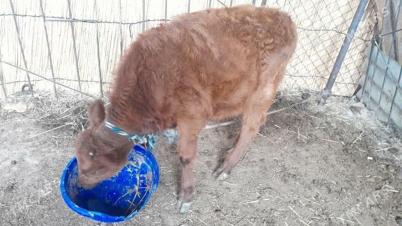 gulajyn gole - Мары - img 2