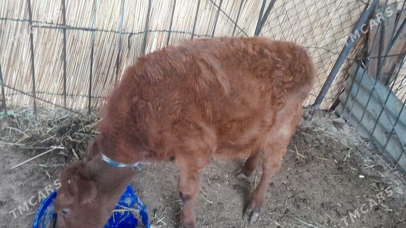 gulajyn gole - Мары - img 3