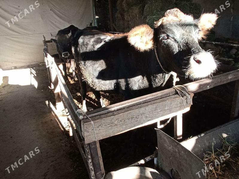 Tuwe - Ak bugdaý etraby - img 3