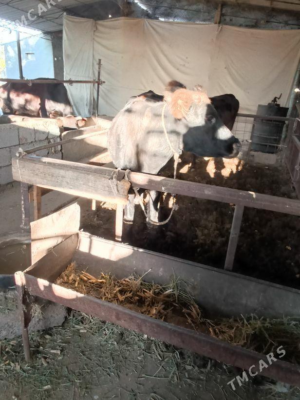 Tuwe - Ak bugdaý etraby - img 2