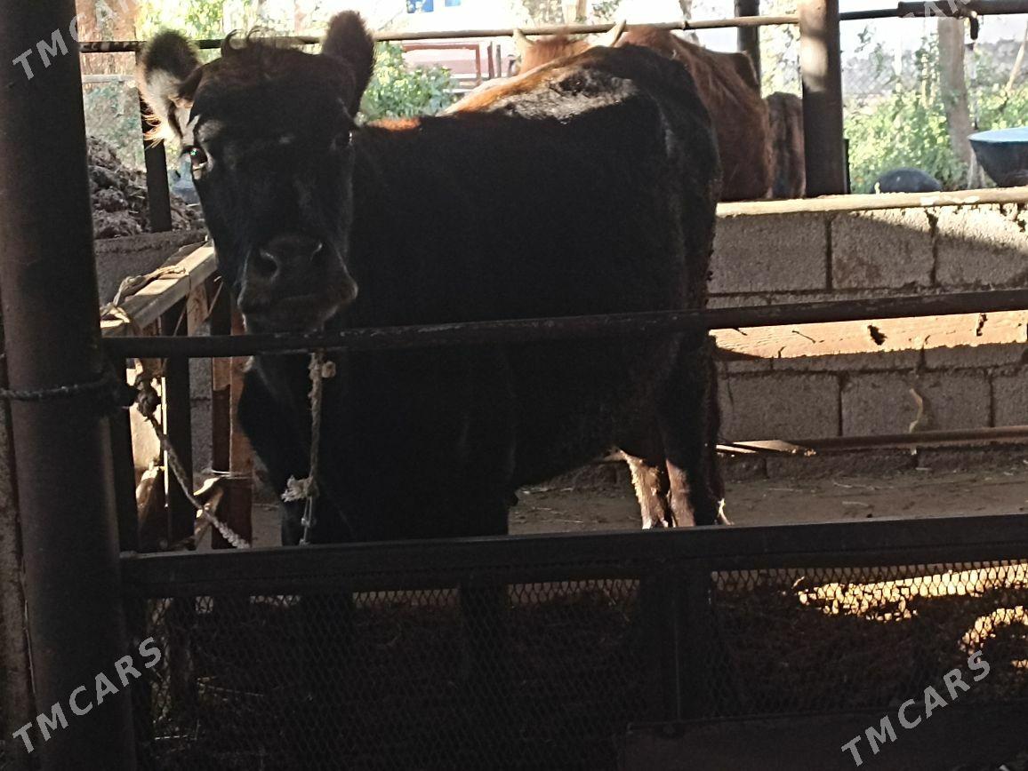 Tuwe - Ak bugdaý etraby - img 1