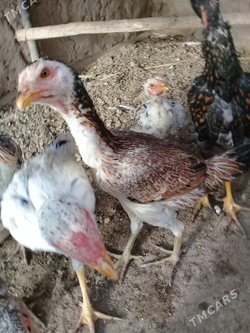 baysy horaz - Сакар - img 4