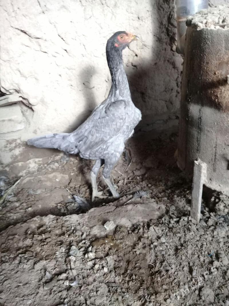 baysy horaz - Сакар - img 8