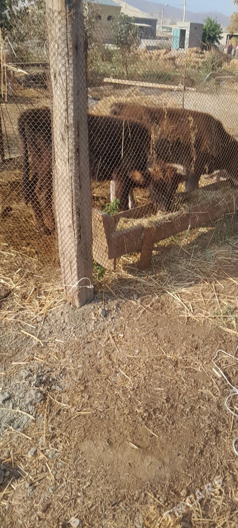 öküz 3-sani - Бахарден - img 3