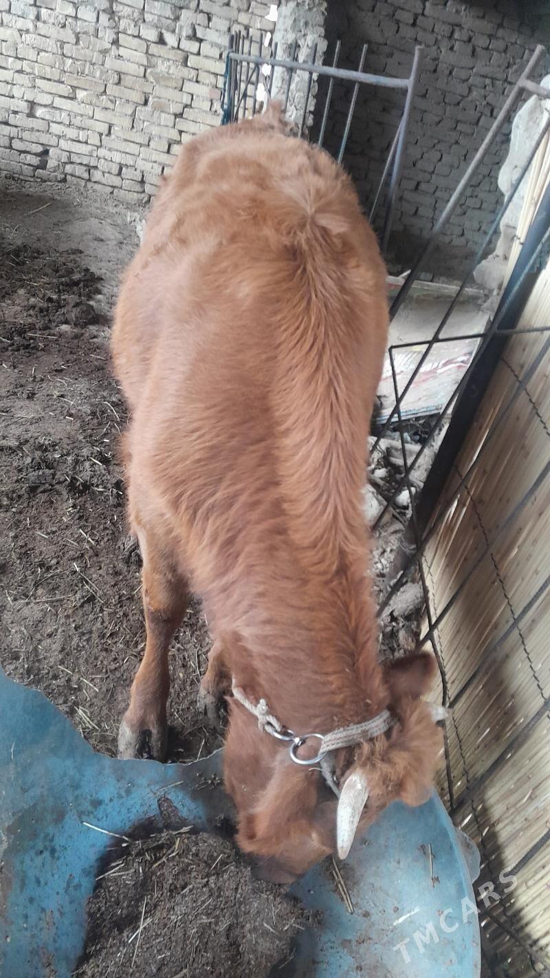 bakylan gulajyn - Mary - img 5