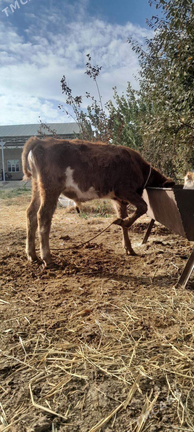 öküz 3-sani - Бахарден - img 1