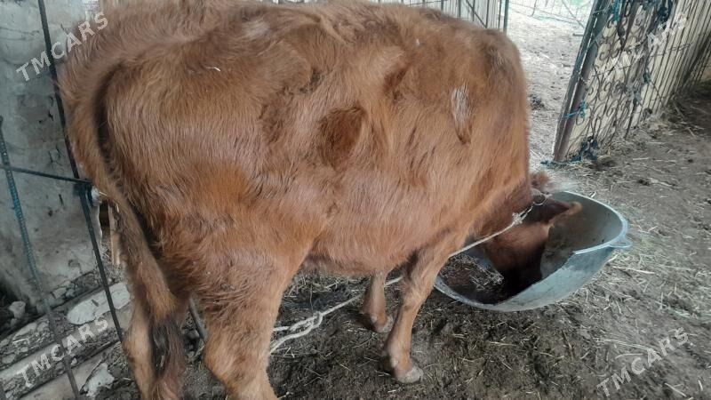 bakylan gulajyn - Mary - img 3