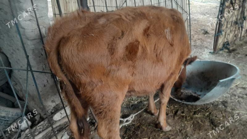 bakylan gulajyn - Mary - img 1