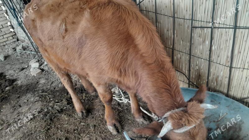 bakylan gulajyn - Mary - img 2