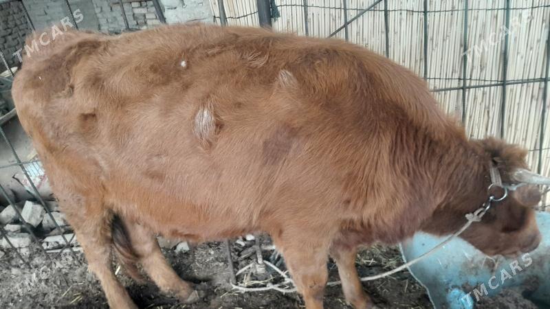 bakylan gulajyn - Mary - img 4