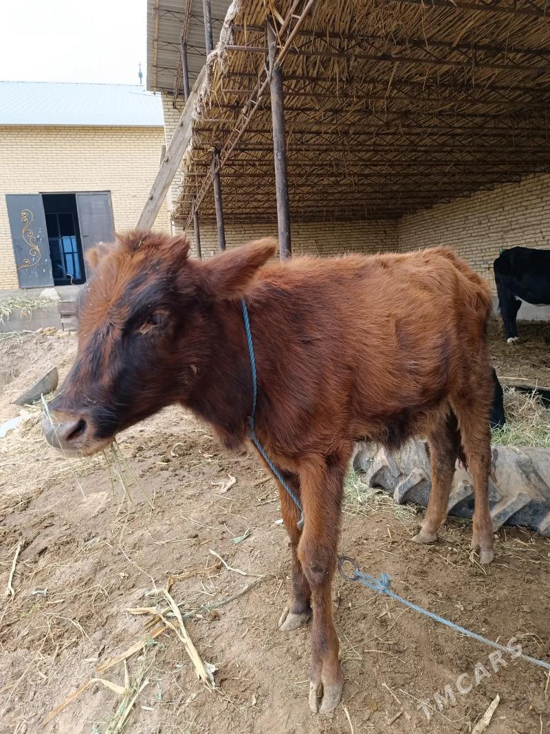 1 öküz & 2 sany unajyn  - Чарджоу - img 6