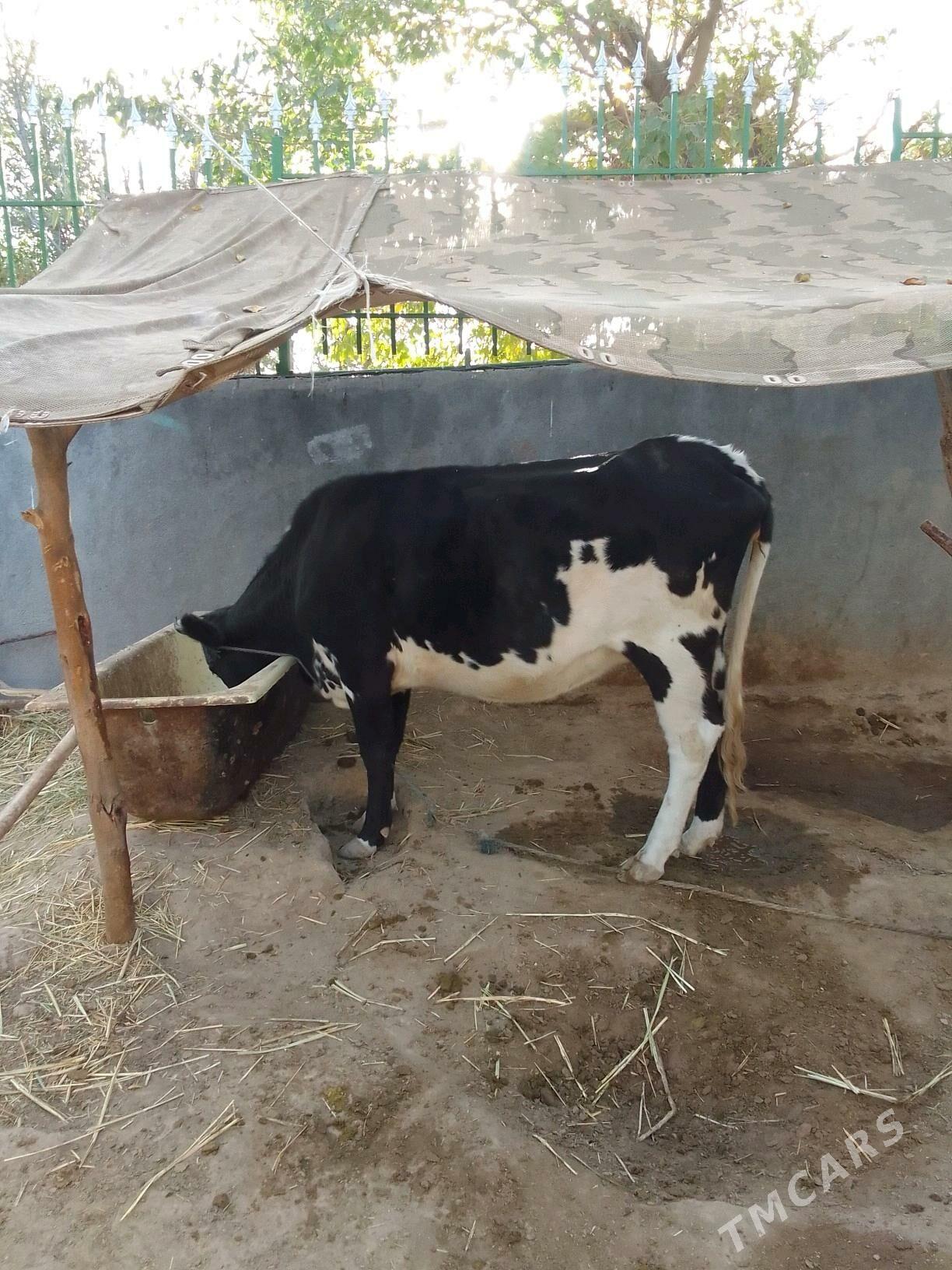 göleli sygyr - Кëши - img 5