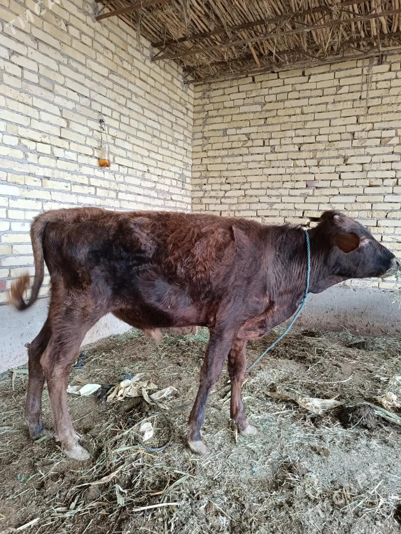 1 öküz & 2 sany unajyn  - Чарджоу - img 9