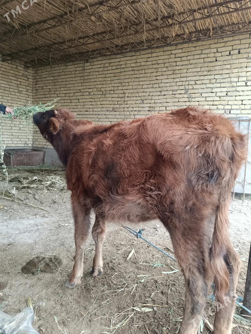 1 öküz & 2 sany unajyn  - Чарджоу - img 5