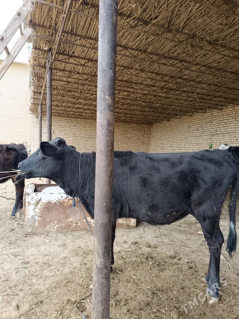 1 öküz & 2 sany unajyn  - Чарджоу - img 2