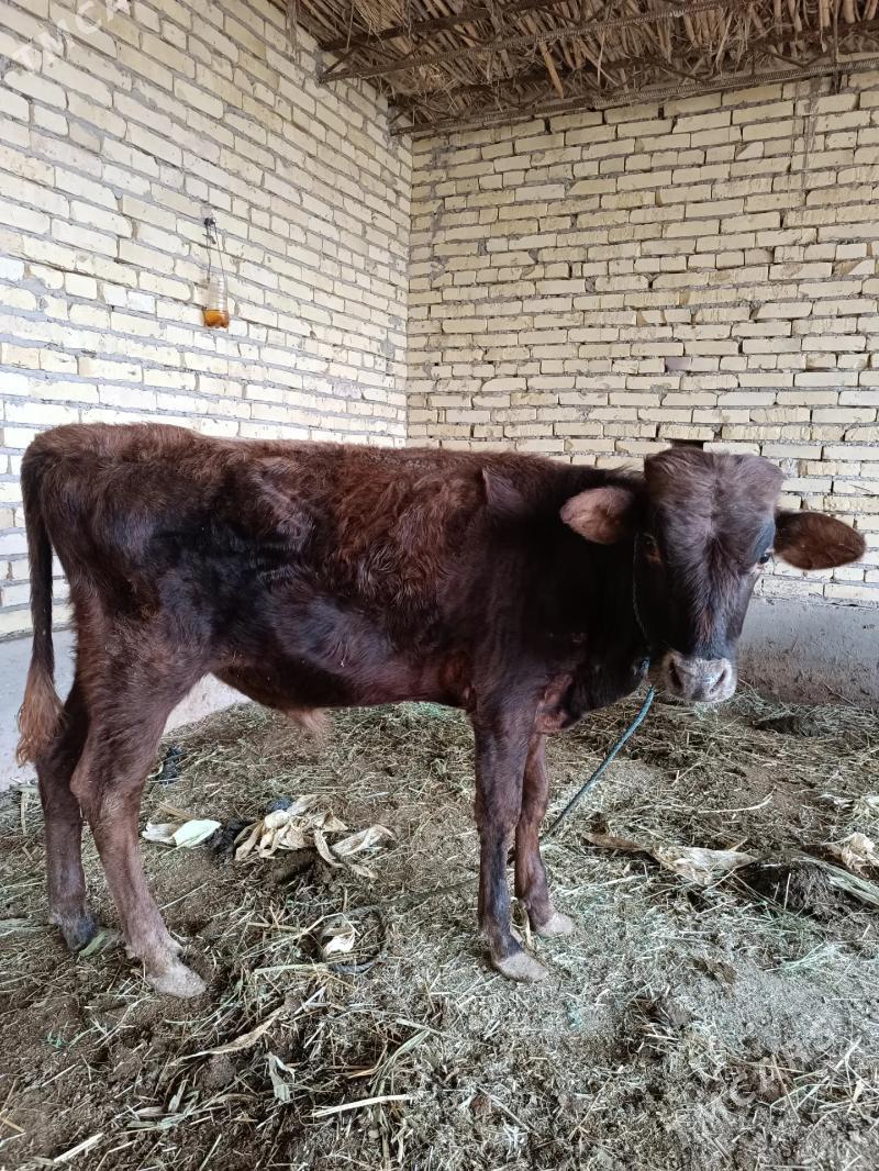 1 öküz & 2 sany unajyn  - Чарджоу - img 10