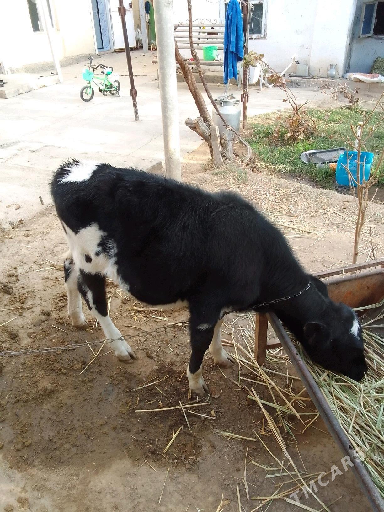 göleli sygyr - Кëши - img 7