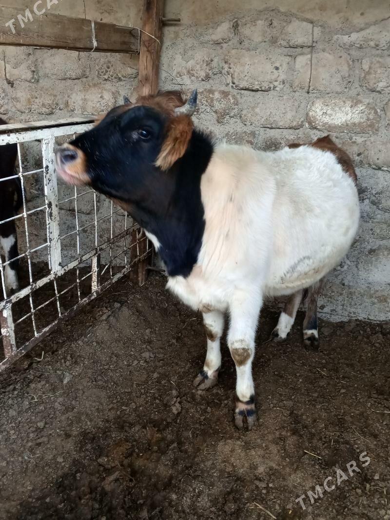 Tohum mallar - Ашхабад - img 5