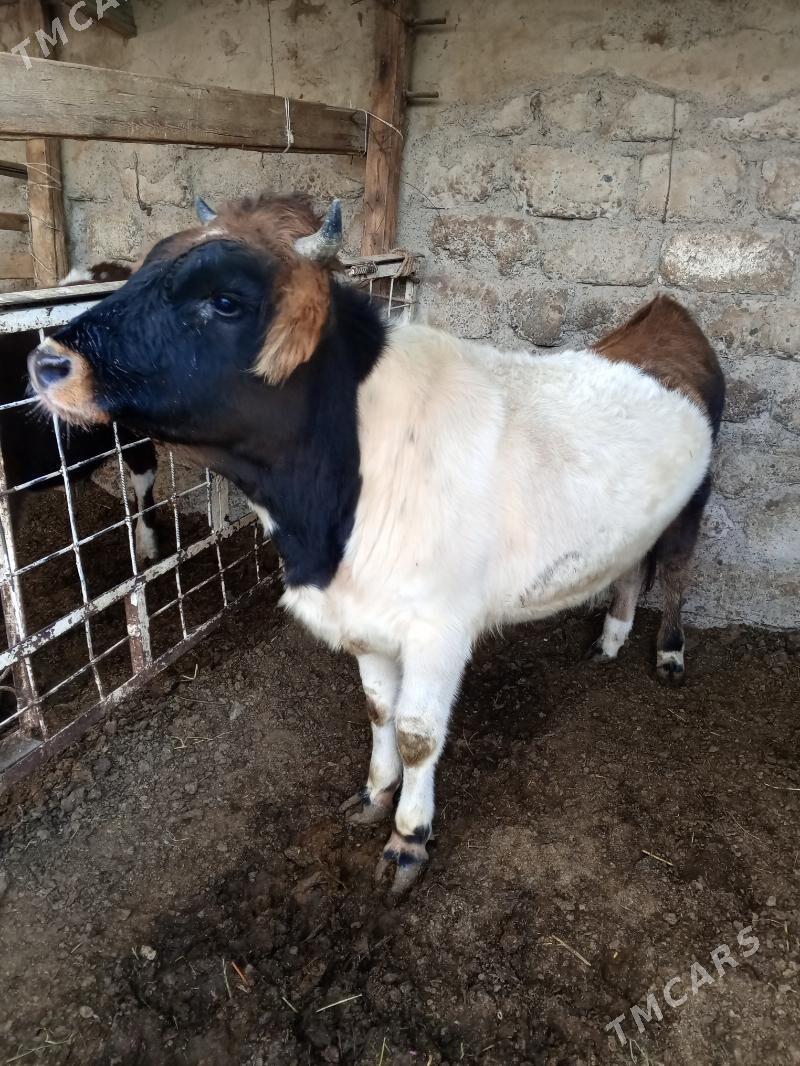 Tohum mallar - Ашхабад - img 2