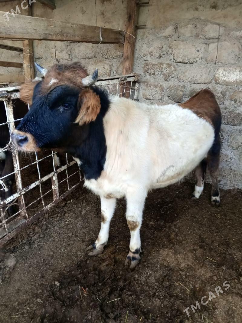 Tohum mallar - Ашхабад - img 4