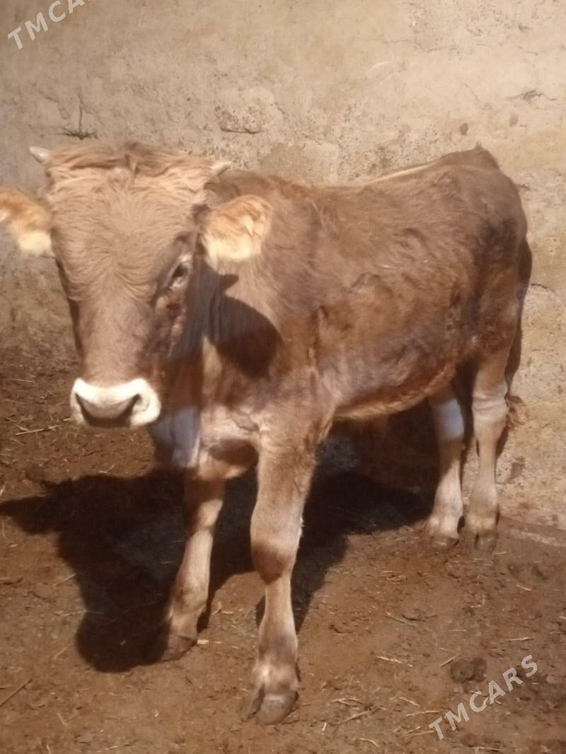 Tohum mallar - Ашхабад - img 7