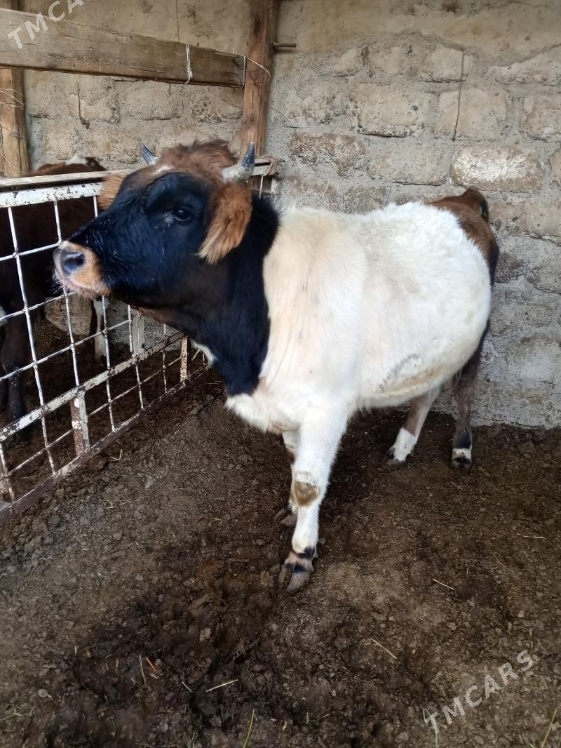 Tohum mallar - Ашхабад - img 3