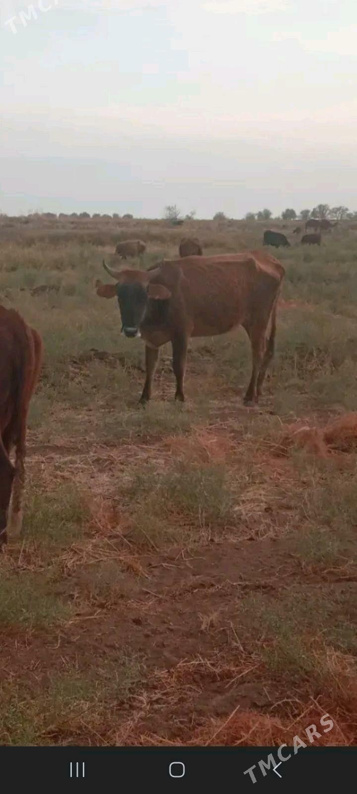 gysyr sygyr - Wekilbazar - img 1